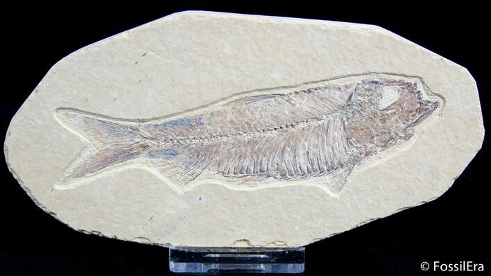 / Inch Knightia Fossil Fish #2559